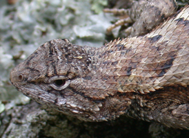 Eastern Fence Lizard